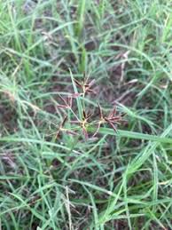 Image result for Cyperus sp.no.7