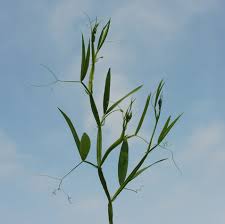 Image result for Oxyanthus latifolius