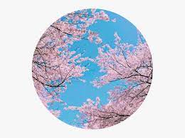 Check spelling or type a new query. Sakura Japan Japanese Sky Tree Cherryblossom Aesthetic Cherry Blossom Background Hd Png Download Transparent Png Image Pngitem