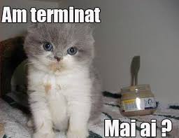 Imagini pentru imagini amuzante cu pisici