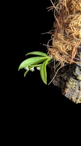 Image result for Angraecum chamaeanthus
