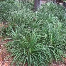 Image result for Pavetta fascifolia