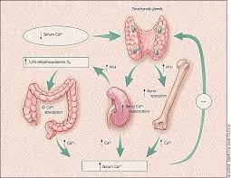 Hyperparathyroidism American Family Physician