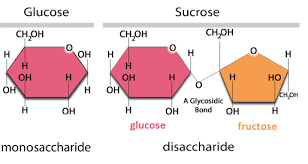 Fiber has a different polymerization linkage and we lack the enymes. Why Is It That During Transportation Of Carbohydrates In Plants It Is In The Form Of Sucrose But In Animals It Is In The Form Of Glucose Socratic