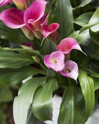 Calla Uberwintern So Wird S Gemacht Calla Pflanzen Botanische Abbildungen