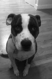 Black And White Pit Bull Boxer Pin On Cute Ness