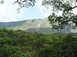 Image result for Alloeochaete oreogena