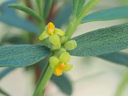 Image result for Lessertia pauciflora
