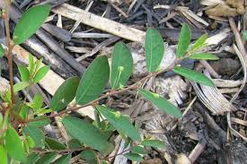 Image result for Phyllanthus gossweileri