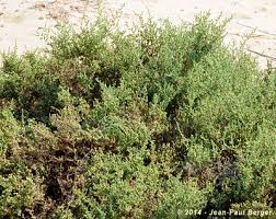 Image result for Salsola rabieana