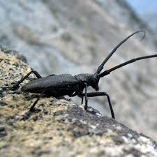 The european spruce bark beetle ( ips typographus), is a species of beetle in the weevil subfamily bark beetle, the bark beetles, and is found from europe to anatolia and some parts of africa. Brown Spruce Longhorn Beetle Profile Invasive Species Centre