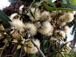 Image result for Eucalyptus tereticornis