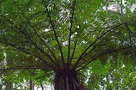 Image result for Cyathea capensis