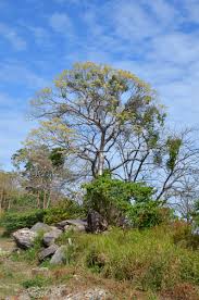 Image result for Gyrocarpus