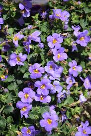 Image result for Bacopa