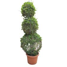 Image result for Malpighia coccigera