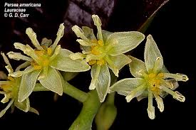 Image result for Lauraceae