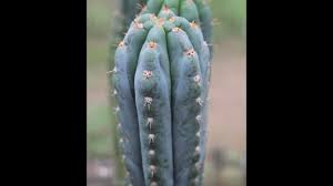 Succulents need less light during the winter and will survive when given indirect light, too. Trichocereus Peruvianus Echinopsis Peruviana Mega Page