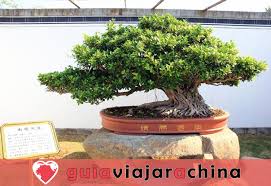 Pour l'entretien de votre jardin, vous pouvez faire appel à un professionnel mais vous perdriez faites le choix de produits d'entretien de jardin efficace et respectueux de la nature. El Jardin De La Familia Bao Shexian El Mejor Lugar Para Apreciar El Bonsai