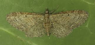 Image result for Eupithecia subumbrata