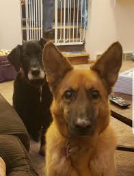 Thanks for adding me! This is my beautiful best friend CANDY