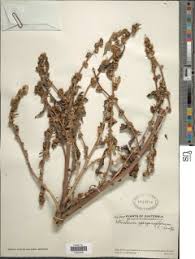 Image result for Struchium