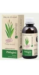 500 g flori de soc, 3 l apă, 2 kg zahar, 5 lamai. Sirop Patlagina Dacia Plant 200 Ml Tuse Pcfarm Ro