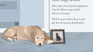 Intuitively, the less time dogs spend with their families as puppies, the less likely it is they'll be able to recognize a family member later on. Dogs And Grief Over The Loss Of Another Pet