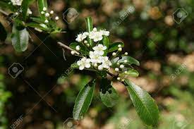 Un grand classique dans les arbustes a fleurs. Pyracantha Fortuneana Arbuste A Feuillage Persistant Avec Des Feuilles De Crenelee Etroitement Oblanceolees Et Fleurs Blanches En Grappes Denses Banque D Images Et Photos Libres De Droits Image 37209337
