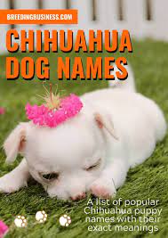 You need to check out above these black dog names from our a to z of dog names. 120 Chihuahua Dog Names Ideal Chihuahua Puppy Name Ideas