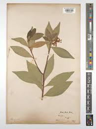 Image result for Peddiea