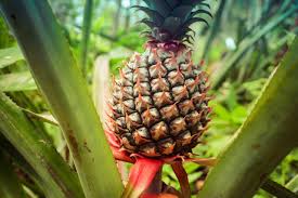 Check spelling or type a new query. How To Grow Pineapple Harvest To Table