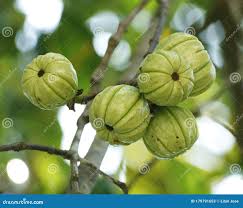 Image result for Garcinia punctata