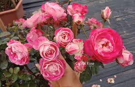Hoa Hồng Ngoại Lady Candle Rose Vẻ đẹp Loi Cuốn Mọi Người Yeu Hoa