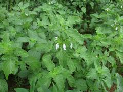 Image result for Leucas sexdentata