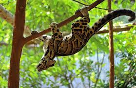 Harga anak kucing hutan asli murah umur 3 bulan: 5 Macam Macam Kucing Hutan Indonesia Eksotis Dilindungi Langka