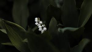 I read once that not even the most beautiful princess could compare to the fresh beauty of a flower in bloom. Lily Of The Valley Wallpapers Top Free Lily Of The Valley Backgrounds Wallpaperaccess