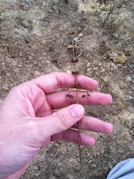 Image result for Ammannia auriculata