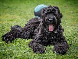 Dog Stuff For Black Russian Terrie Black Russian Terrier Dog Toys Indestructable Most Expensive Dog