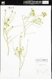 Image result for Vepris bachmannii