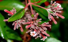 Image result for Cinchona