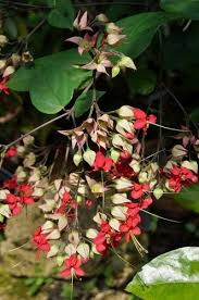 Image result for Clerodendrum splendens