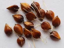 Image result for Bolboschoenus glaucus