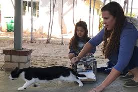 See 450 kittens and cats in competition, 42 breeds, agility, rescues rescue cat adoptions. North County Feral Cat Rescuers Out On A Limb San Diego Reader