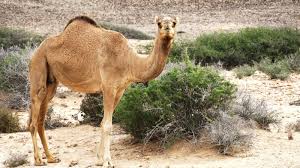 Make sure you use the command for your actual minecraft version! Inside The World Of Oman S Million Dollar Camel Beauty Pageants Quartz