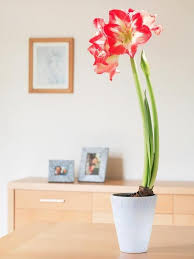 It is nearly indestructible and grows quickly just about anywhere. Easy Flowers To Grow Indoors A Useful Guide For Indoor Gardening