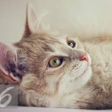 Itu tanda lain bahwa dia tidak mendapatkan perhatian dan kepuasan di tempat tidur. 7 Ciri Ciri Kucing Hamil Dan Akan Melahirkan Amati Perilaku Dan Fisiknya Hot Liputan6 Com