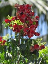 Image result for Brackenridgea zanguebarica