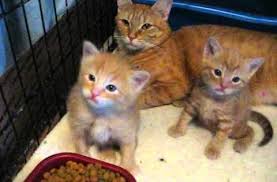 kitten squad youtube milk for older cats kedi yavru kediler tahilsiz