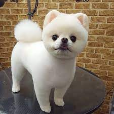 Pin By Kalianne Hodge On Pomeranian Mini Dogs Breeds Cute Baby Animals Pomeranian Dog